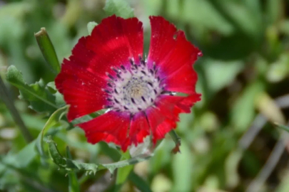 Külhöyük’te iki önemli keşif! 4 bin yıllık Sevgi Çiçeği tohumları bulundu